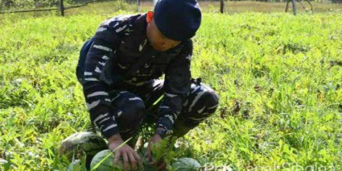 Lanal Sibolga Laksanakan Panen Raya Semangka di Labuhan Angin Kabupaten Tapanuli Tengah