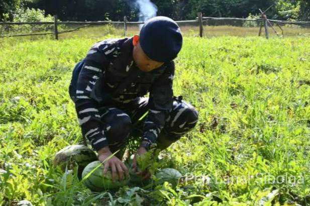 Lanal Sibolga Laksanakan Panen Raya Semangka di Labuhan Angin Kabupaten Tapanuli Tengah