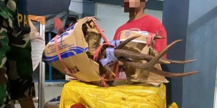 GAGALKAN PENYELUNDUPAN SATWA DILINDUNGI, TNI AL AMANKAN BURUNG NURI ENDEMIK MALUKU DI PELABUHAN YOS SOEDARSO AMBON