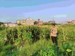 Bhabinkamtibmas Tugu Selatan Monitor Lahan Jagung, Dukung Program Jaga Jakarta dan Ketahanan Pangan