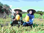 Komitmen Dukung Ketahanan Pangan, Lanud El Tari Sukses Panen Semangka Golden Komitmen Dukung Ketahanan Pangan, Lanud El Tari Sukses Panen Semangka Golden