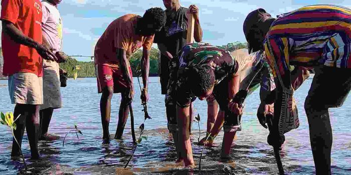 Bersatu Dengan Alam, Satgas TMMD Kodim 1710/Mimika Tanam Ribuan Bibit Mangrove