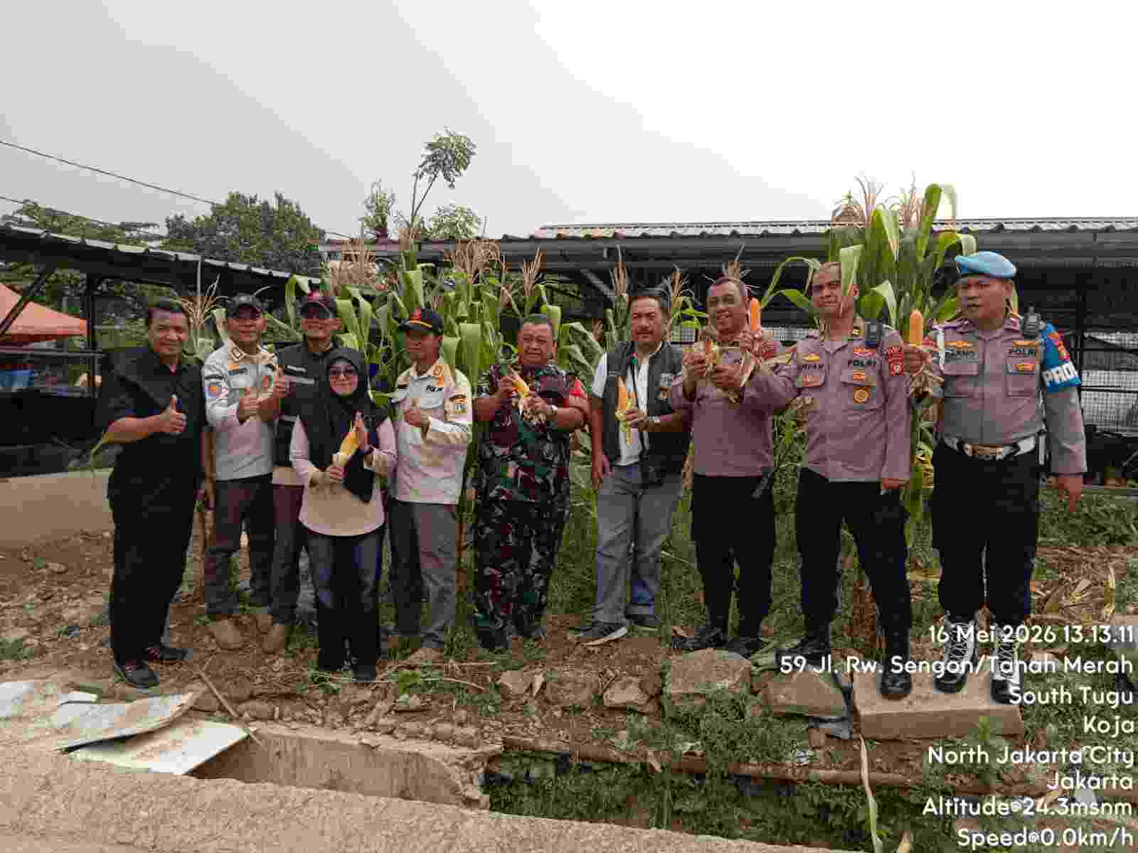 Panen Raya Jagung Serentak di Koja, Polsek Koja Dukung Ketahanan Pangan Nasional 2026