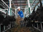 Jelang Iduladha, PELNI Angkut 825 Ekor Sapi dari Kupang ke Jakarta Jelang Iduladha, PELNI Angkut 825 Ekor Sapi dari Kupang ke Jakarta