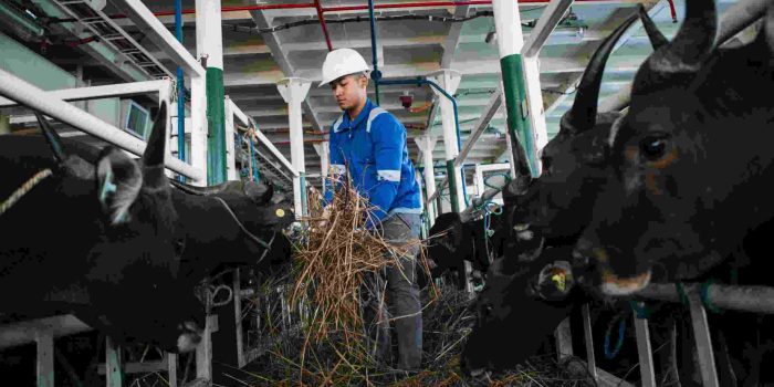 Jelang Iduladha, PELNI Angkut 825 Ekor Sapi dari Kupang ke Jakarta