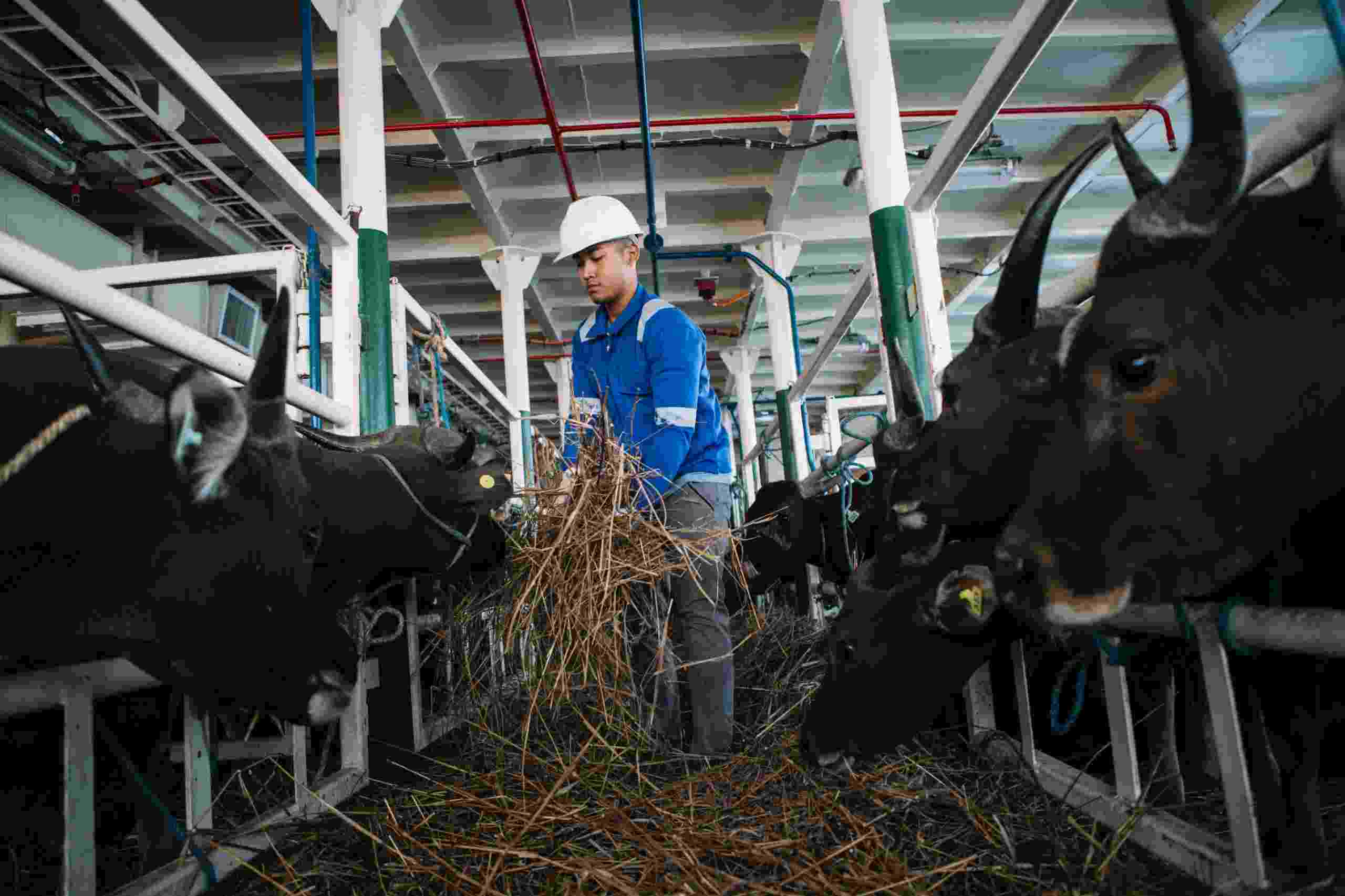 Jelang Iduladha, PELNI Angkut 825 Ekor Sapi dari Kupang ke Jakarta