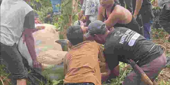QURBAN PERKUAT UKHUWAH, MASYARAKAT DAN PERANTAU DESA AEK BARGOT BERSATU DALAM SEMANGAT KEBERSAMAAN