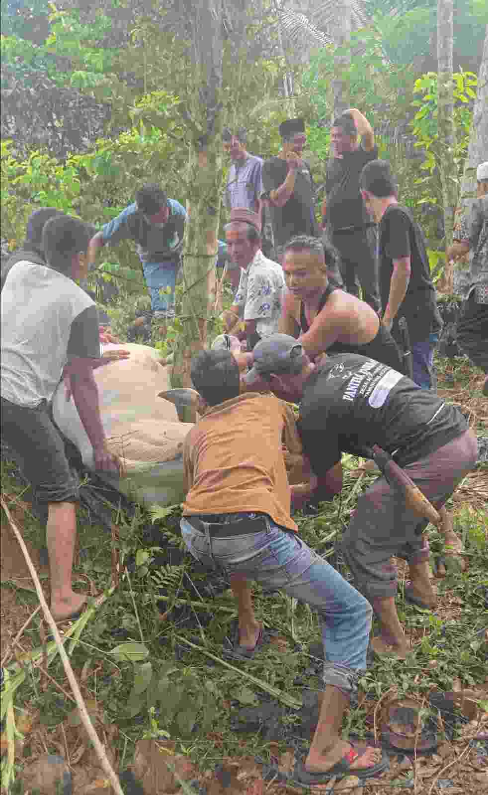 QURBAN PERKUAT UKHUWAH, MASYARAKAT DAN PERANTAU DESA AEK BARGOT BERSATU DALAM SEMANGAT KEBERSAMAAN