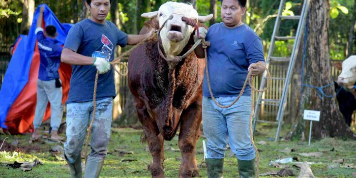 Semangat Berbagi di Hari Raya Iduladha 1447 H, Mabesau Laksanakan Pemotongan dan Penyaluran Hewan Kurban
