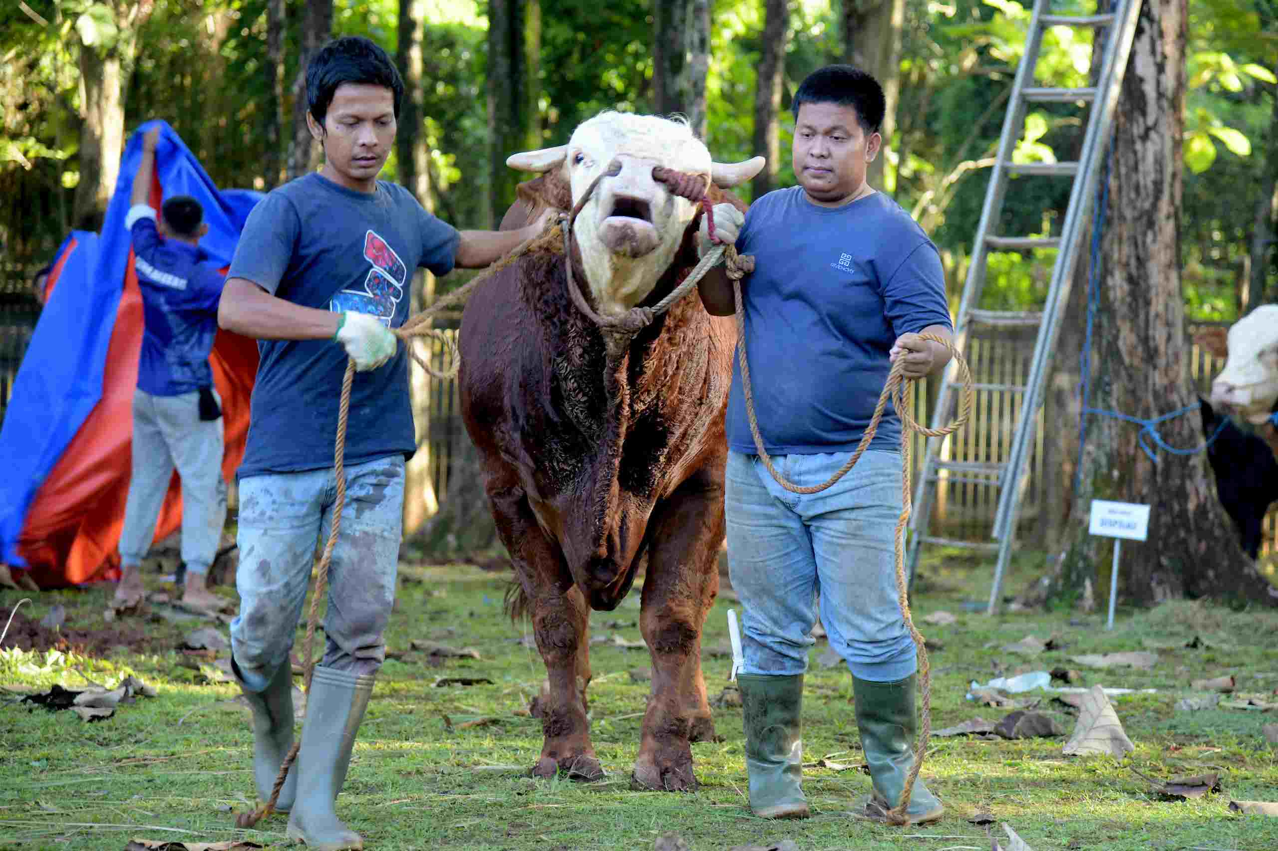 Semangat Berbagi di Hari Raya Iduladha 1447 H, Mabesau Laksanakan Pemotongan dan Penyaluran Hewan Kurban