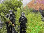 Langkah Tegas Demi Masa Depan Papua: 5.000 Batang Ganja Berhasil Diungkap Koops TNI Habema