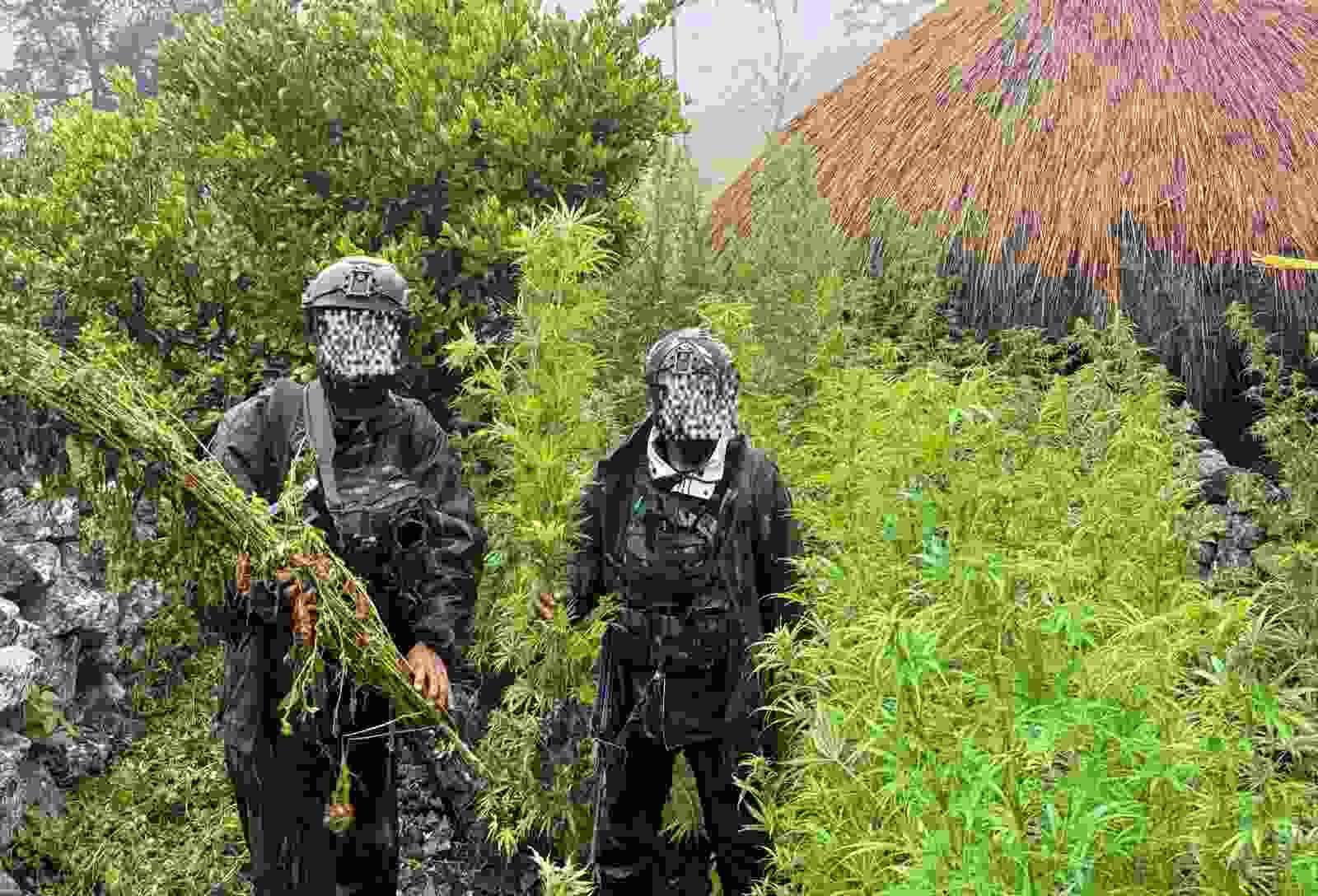 Langkah Tegas Demi Masa Depan Papua: 5.000 Batang Ganja Berhasil Diungkap Koops TNI Habema