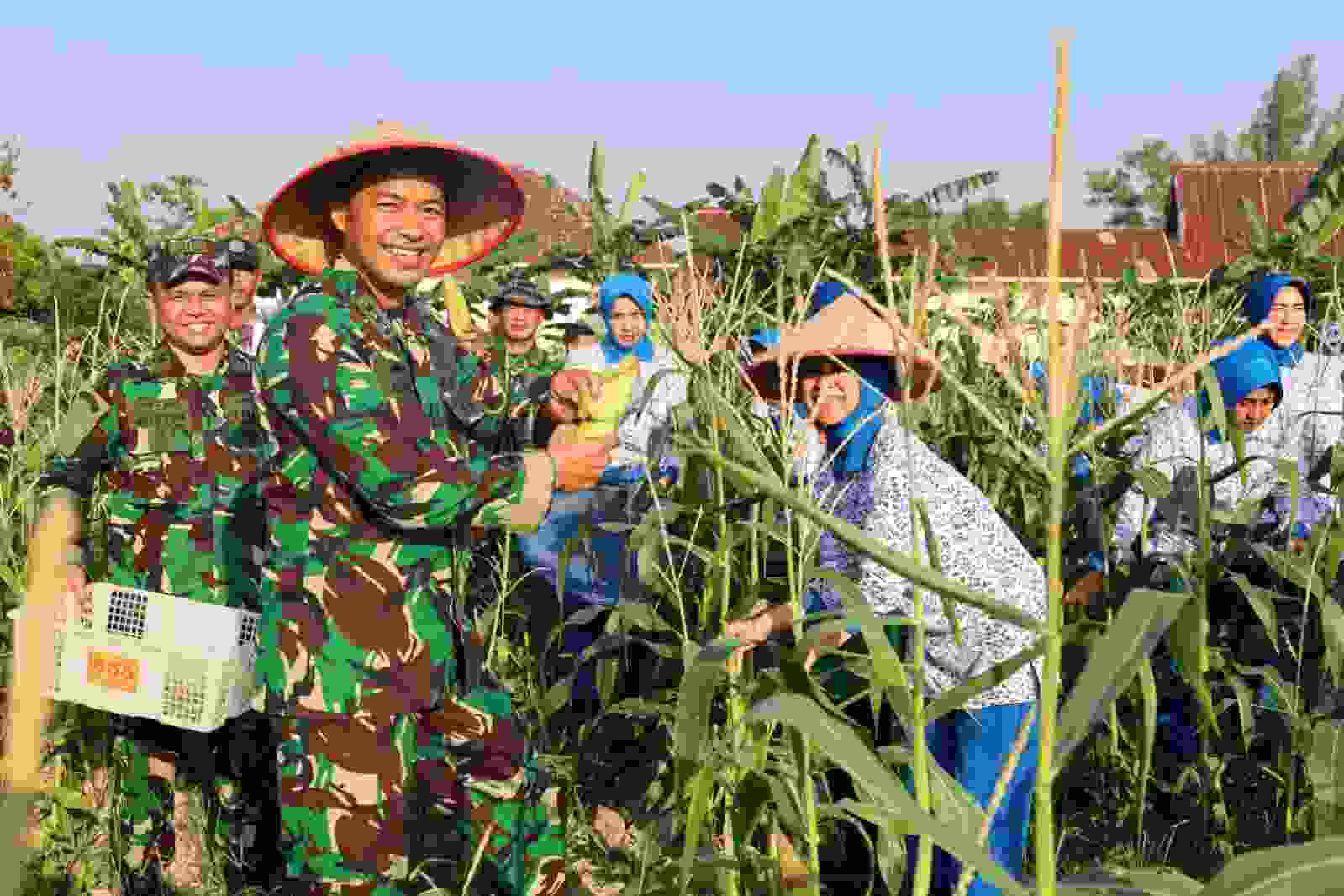 Panen Raya Serentak, Danlanal Dumai Perkuat Ketahanan Pangan Nasional Melalui Hasil Panen Jagung dan Ketela Pohon Panen Raya Serentak, Danlanal Dumai Perkuat Ketahanan Pangan Nasional Melalui Hasil Panen Jagung dan Ketela Pohon